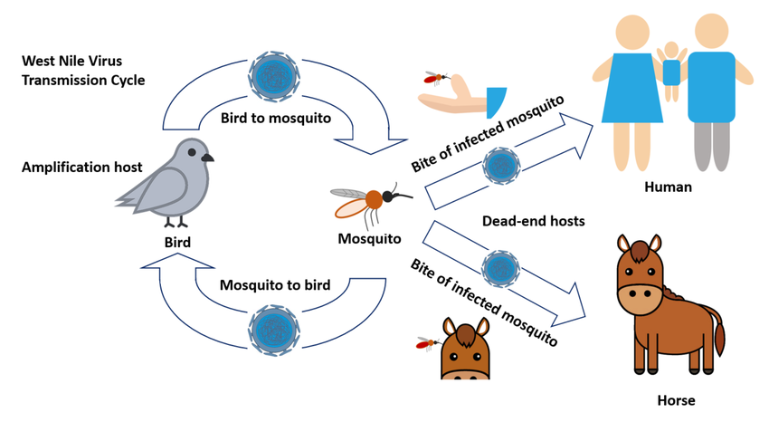 Transmission cycle of West Nile virus, an example of a virus that can be transmitted by Culex pipiens